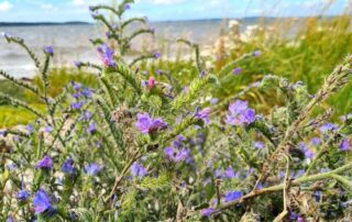 Rosenmetoden_Anja_Huss_Ejby_Ådal_Kursus_kropsterapi