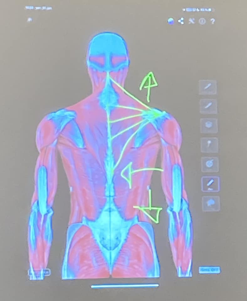 rosenmetoden anatomi kursus